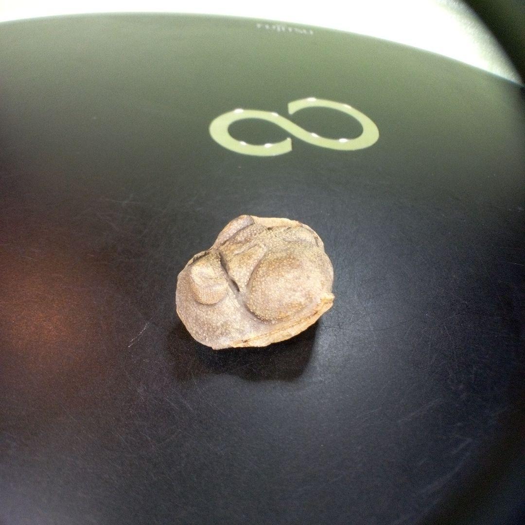 三葉虫　南米産　化石　fossil　ボリビア産　trilobite　南米化石郡⑧