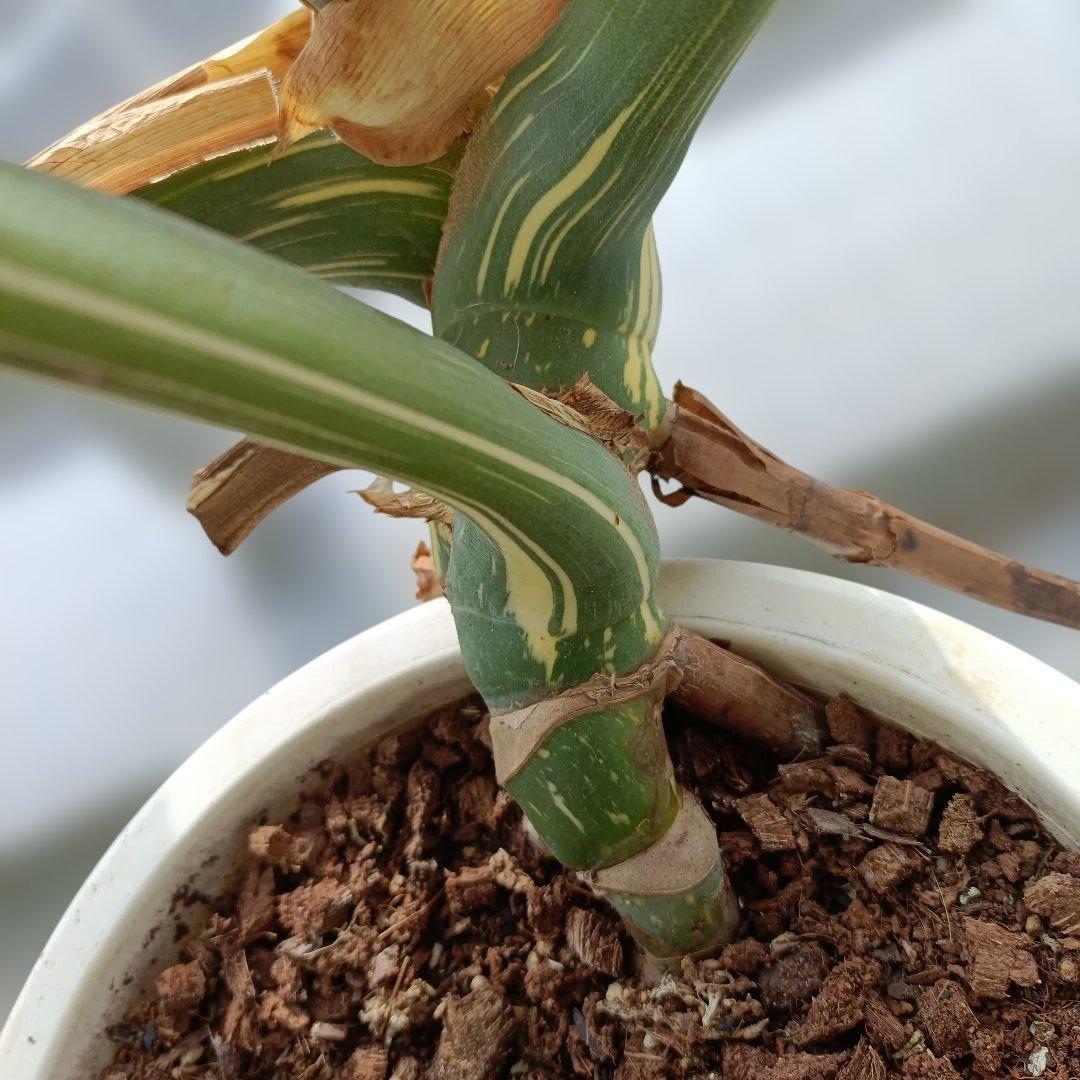 モンステライエローモンスターの鉢植え