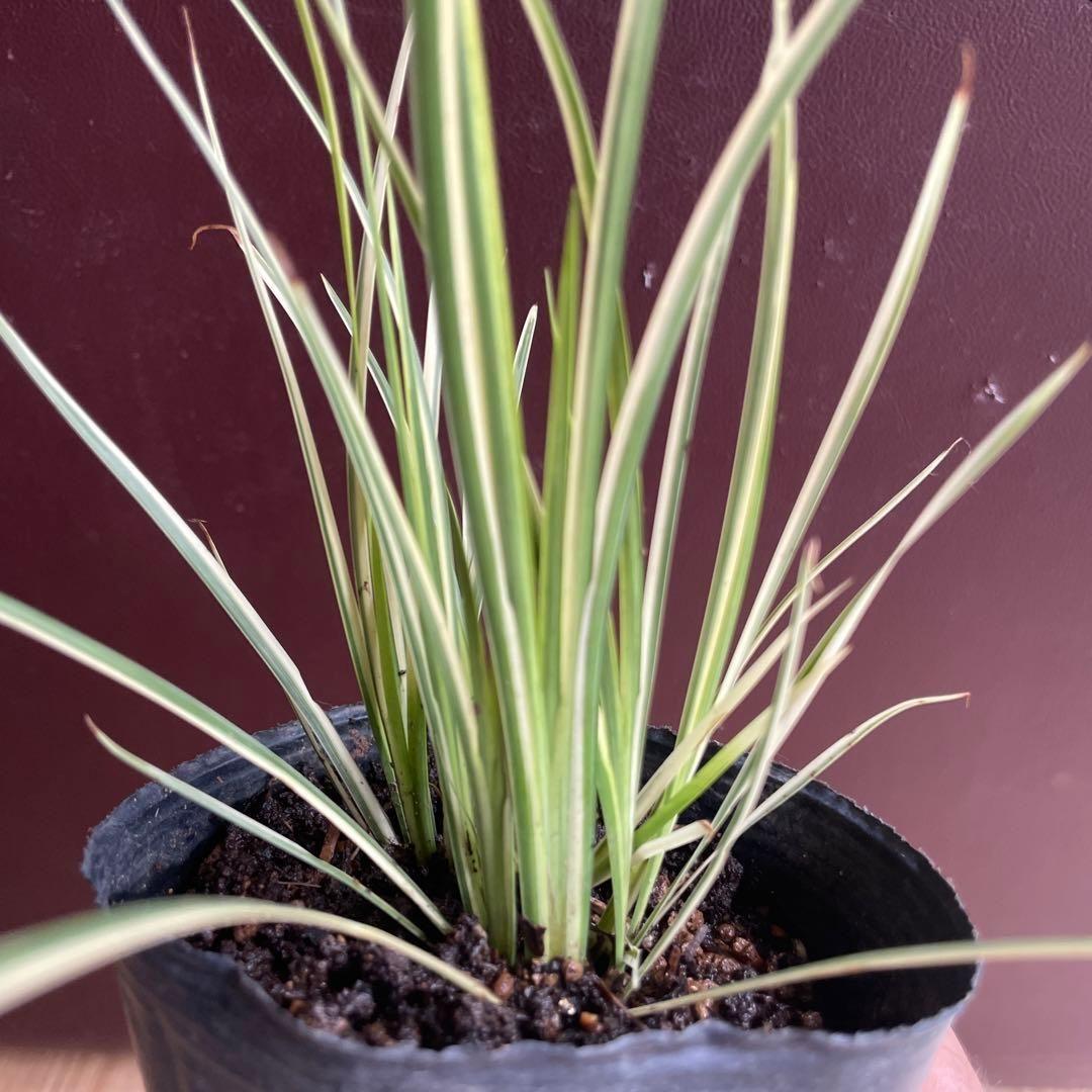 火鉢　青色八角形火鉢 陶器製　特大火鉢　大型火鉢昭和レトロアンテーク睡蓮鉢　水草