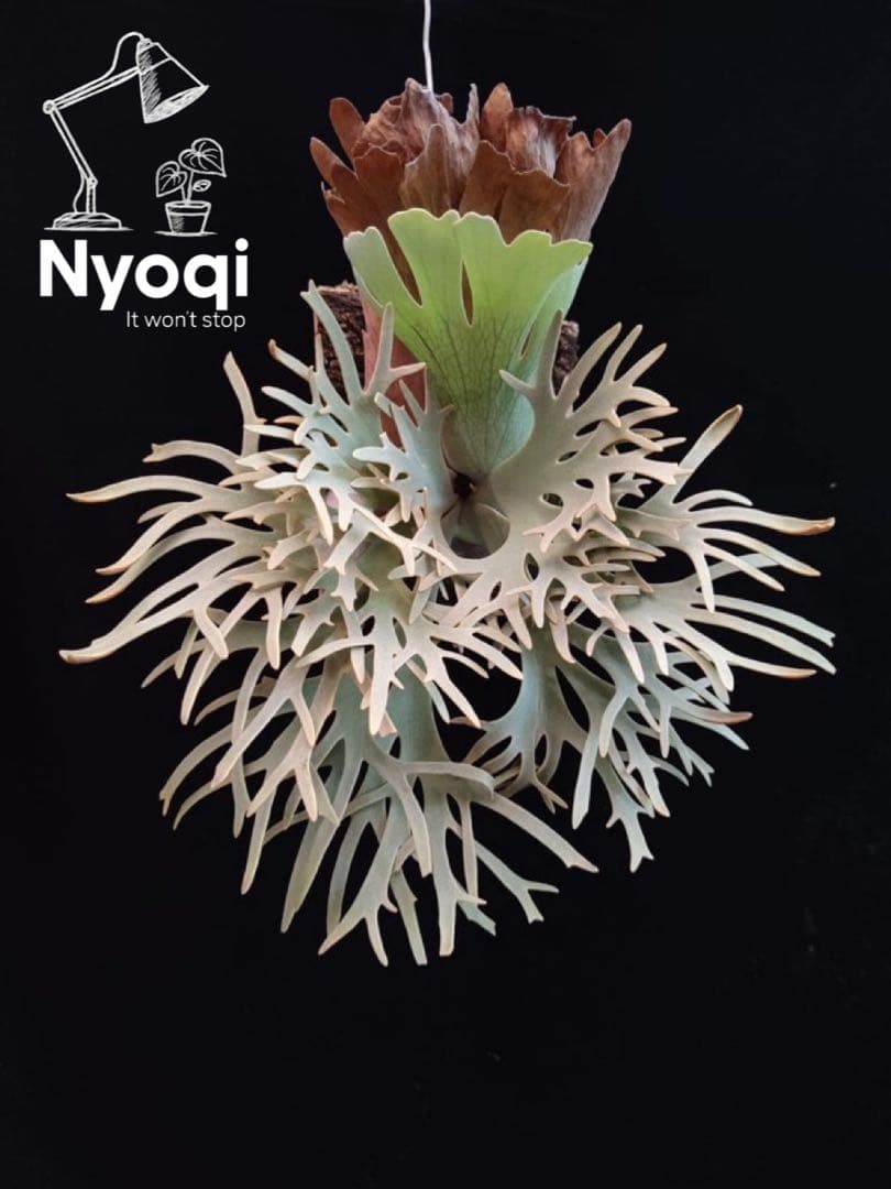 P. Willinckii Totoro' （spore）【54】