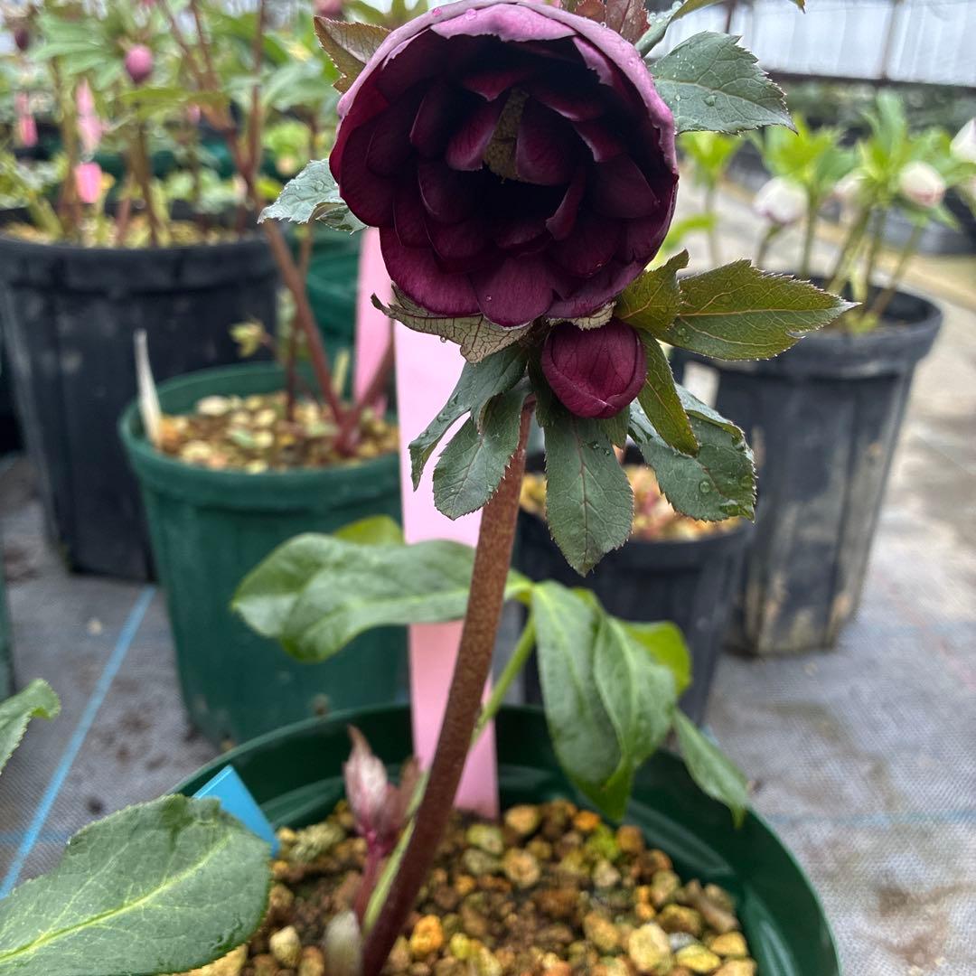 クリスマスローズ　高発色レッド　6寸