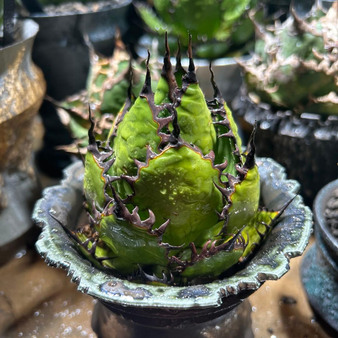 アガベ　陽炎ホリダ　極陽炎　ボールタイプ　ドワーフ　特選S級選抜　鉢植え発送