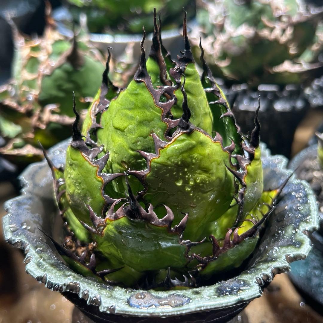 アガベ　陽炎ホリダ　極陽炎　ボールタイプ　ドワーフ　特選S級選抜　鉢植え発送