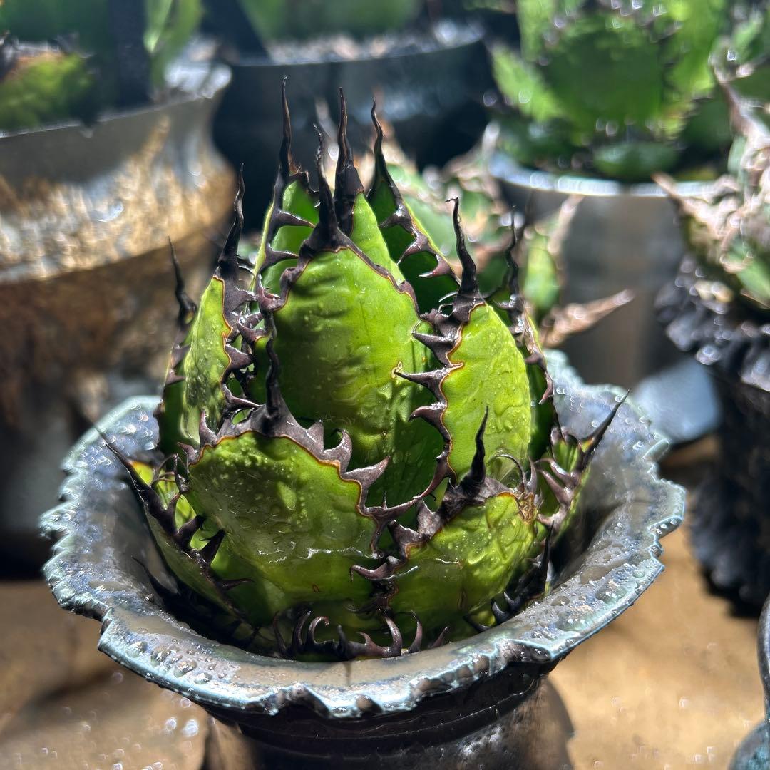 アガベ　陽炎ホリダ　極陽炎　ボールタイプ　ドワーフ　特選S級選抜　鉢植え発送