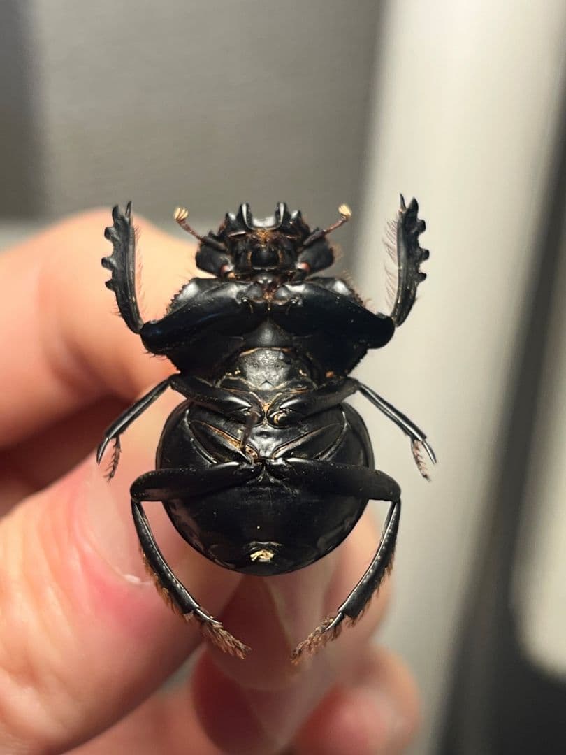 【27mm♀】クモガタタマオシコガネに酷似のPachysomaフンチュウ標本