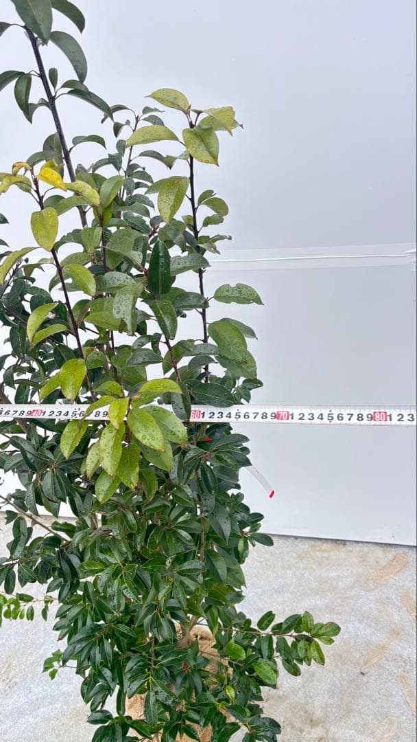 手頃なサイズ お庭の主役にどうぞ ソヨゴ 727 樹高1.6m位 株立 常緑樹