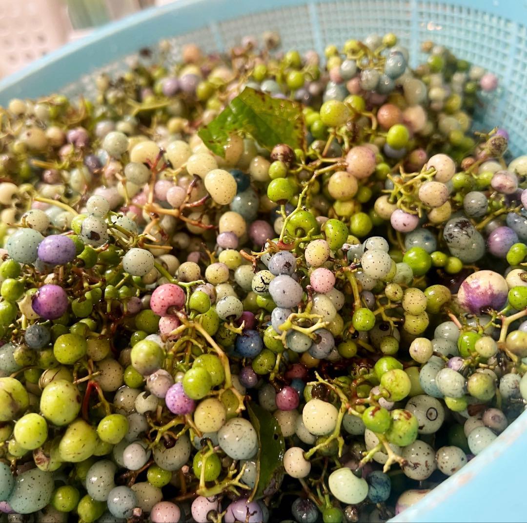 岩手県産 3kg うまぶどう　冷凍クール便　薬膳　うまぶどう酒