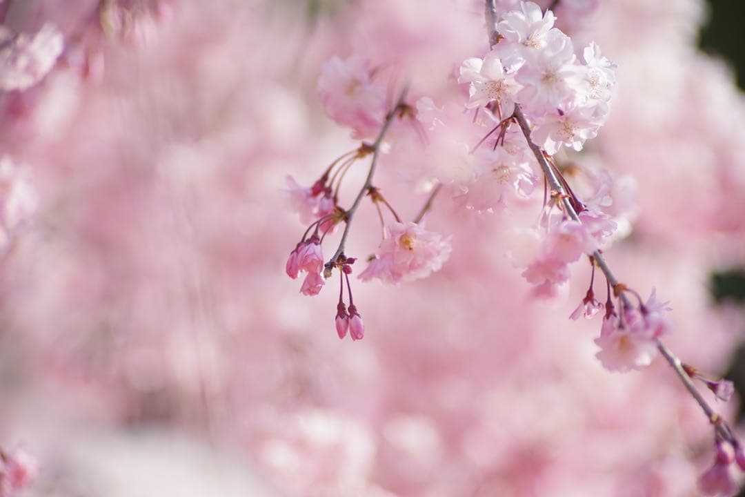 作例付き　TAMRON SP AF 300mm F/2.8 管mpr