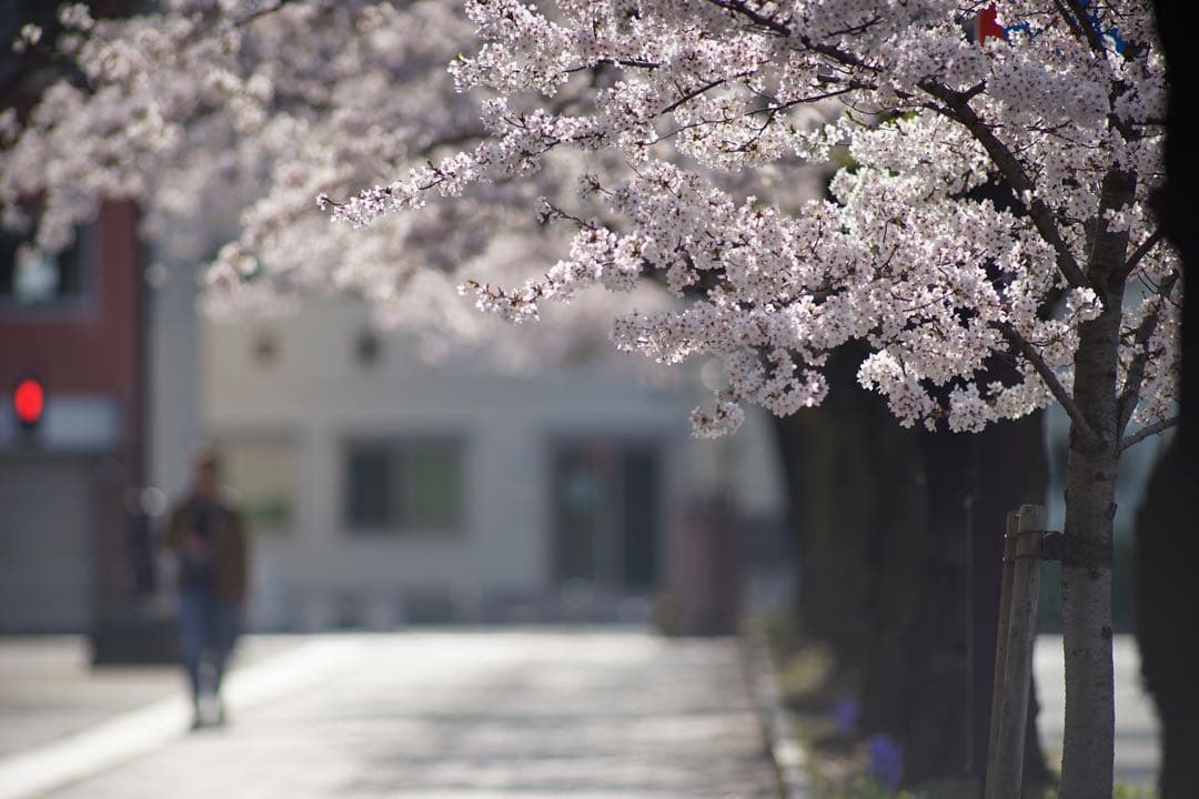 作例付き　TAMRON SP AF 300mm F/2.8 管mpr