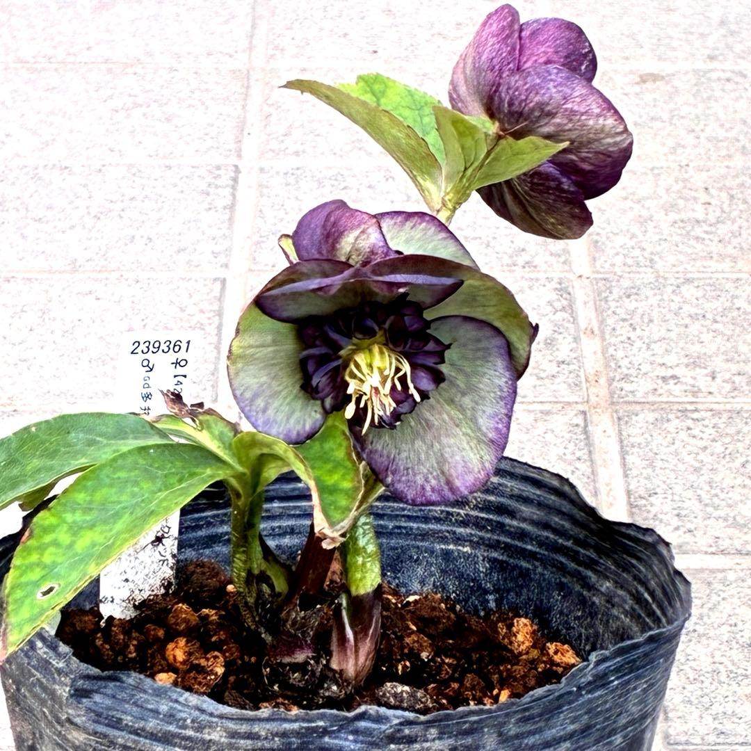 m*i様 3429☘️花付き☘️SD⭐️ボリューム艶ピコSD⭐️バイカラー⭐️コ