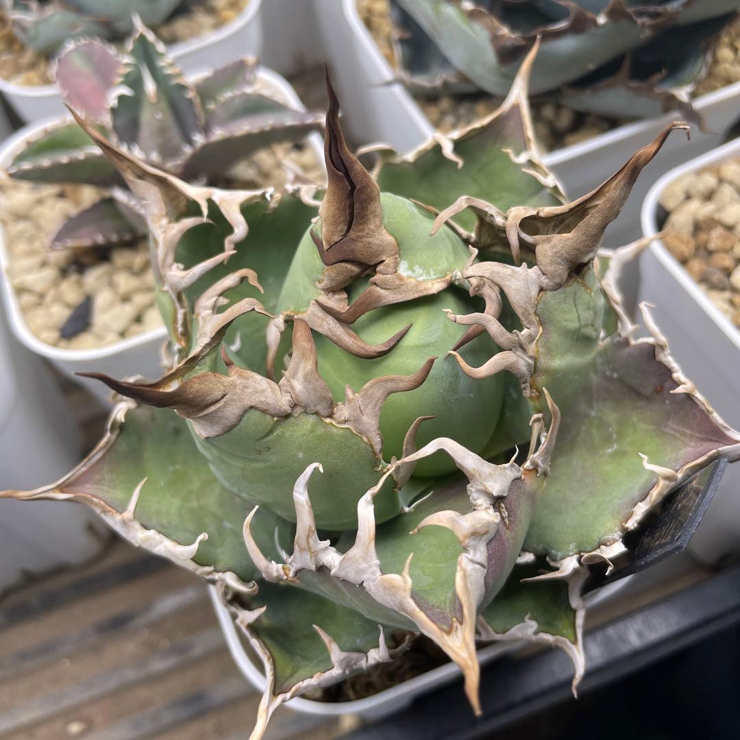 アガベ シーザー 毒刺