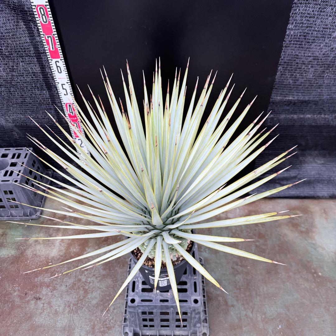 【AL1199】ユッカ　ロストラータ