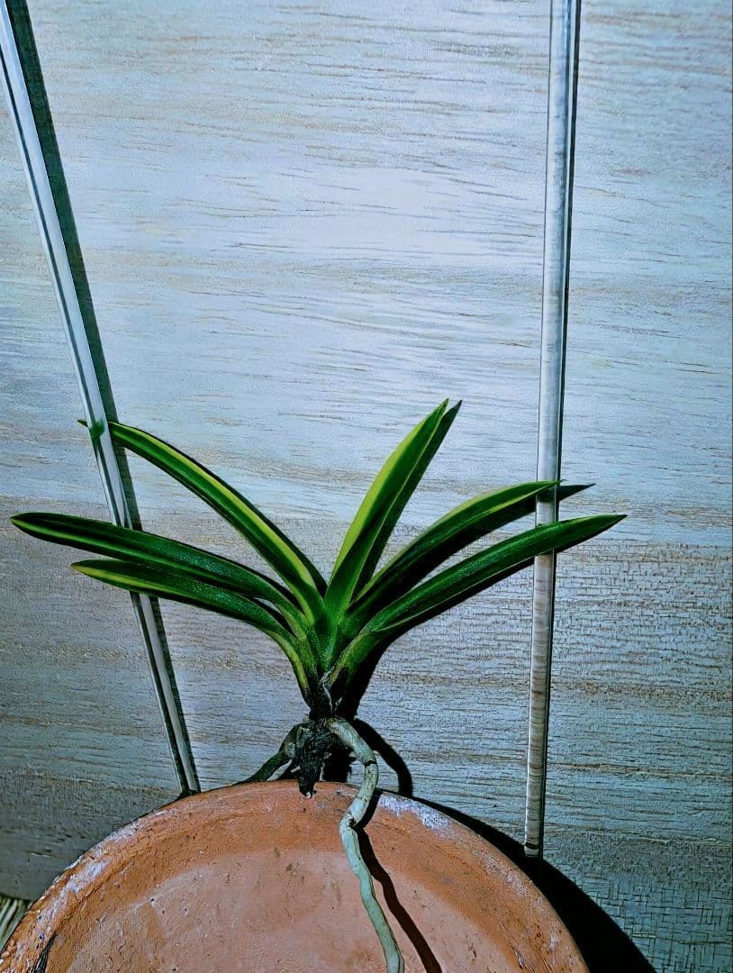 【♪金・黒祭り♪】富貴蘭　黒牡丹黄縞（黄牡丹錦）