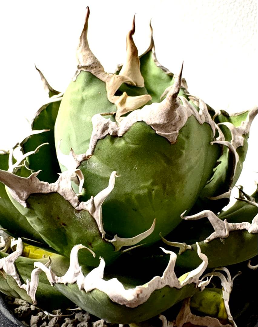 【大株】アガベ　チタノタ　シーザー　コレクション　美株　No.44