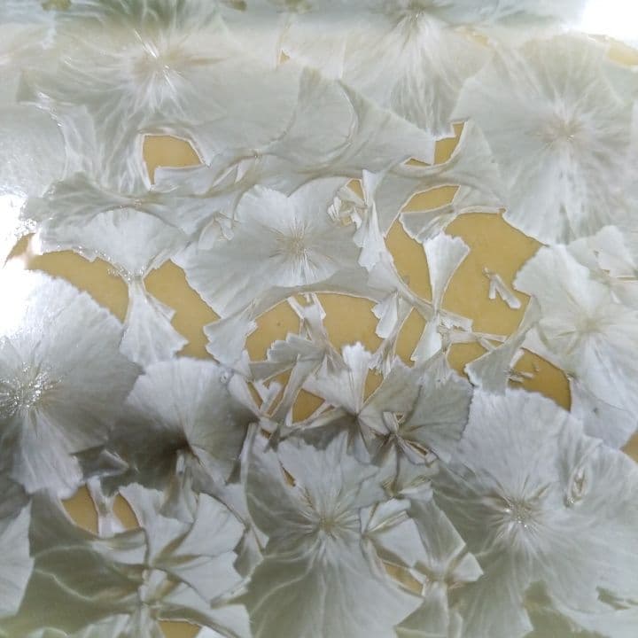 京都陶あん花結晶大皿