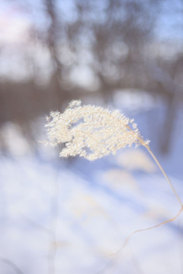 Super-Takumar 55mm F1.8 初期型 S/N：628134