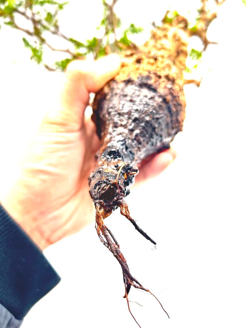 【現地発根株】オペルクリカリアパキプス