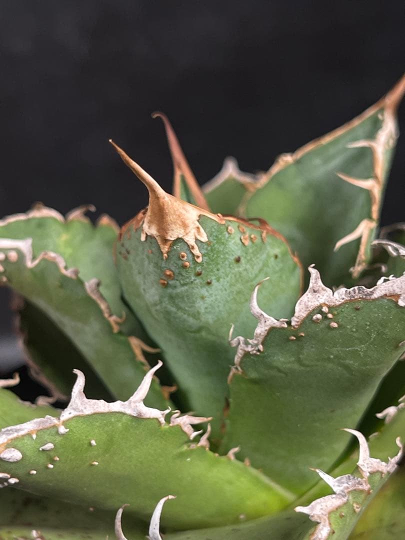 EMP アガベ チタノタ 星空　中株 / ブツブツ系 AG1-905