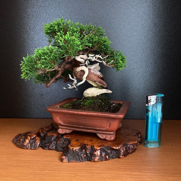 真柏　小品盆栽　盆栽　松　盆栽鉢