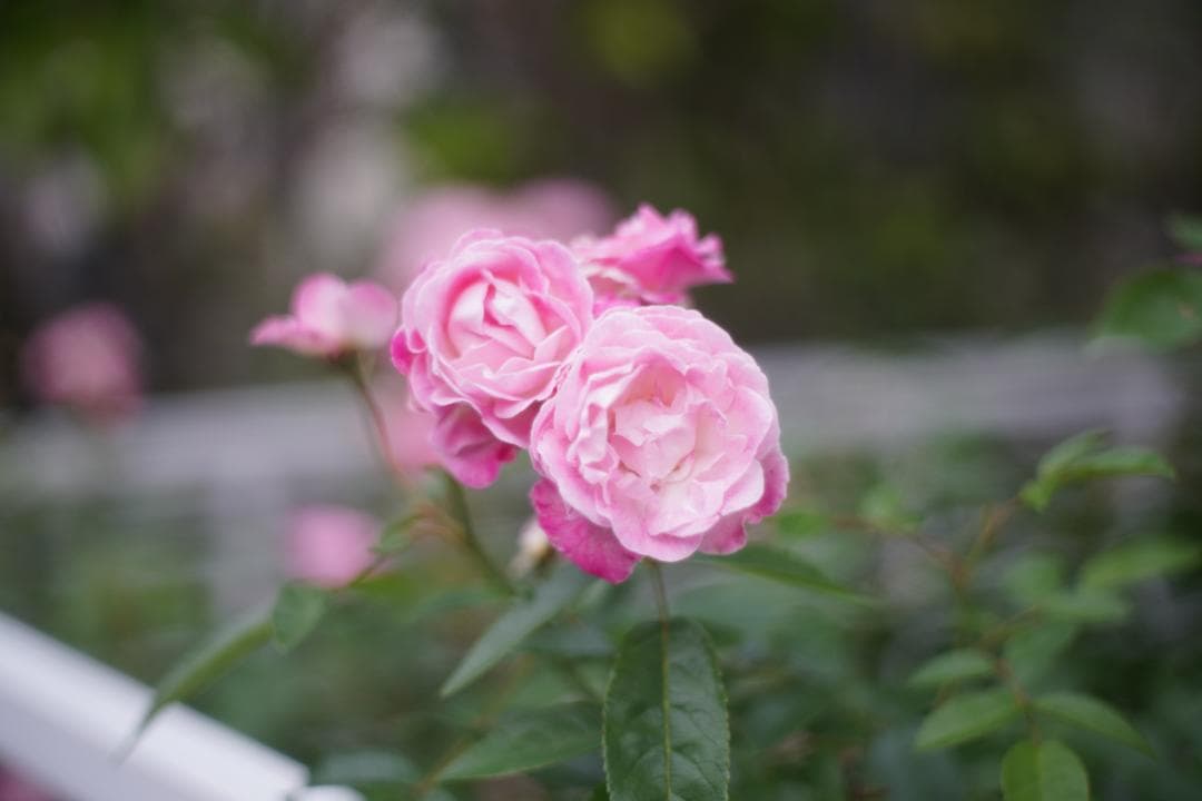 OLYMPUS OM-1 / 50mm F1.8レンズおまけ