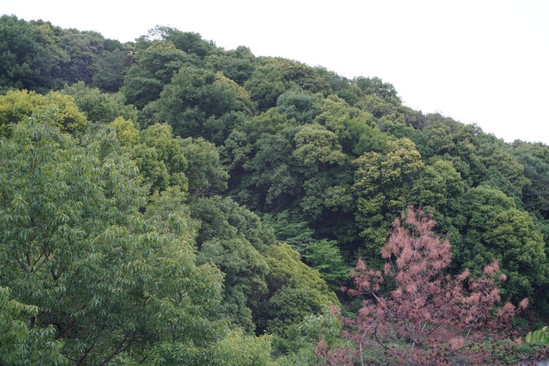 OLYMPUS OM-1 / 50mm F1.8レンズおまけ