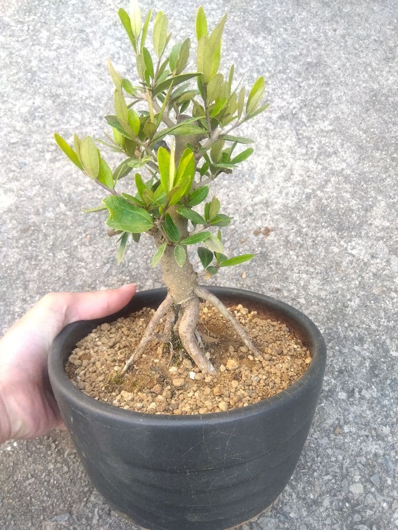オリーブ　ひなかぜ　盆栽　6号陶器鉢つき　根上がり❗　①