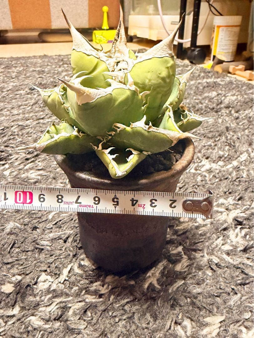 アガベSAD育成株